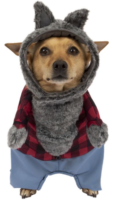 Spoilt Rotten Pets Halloween-Halstuch für Hunde Aufschrift Werewolf In Training